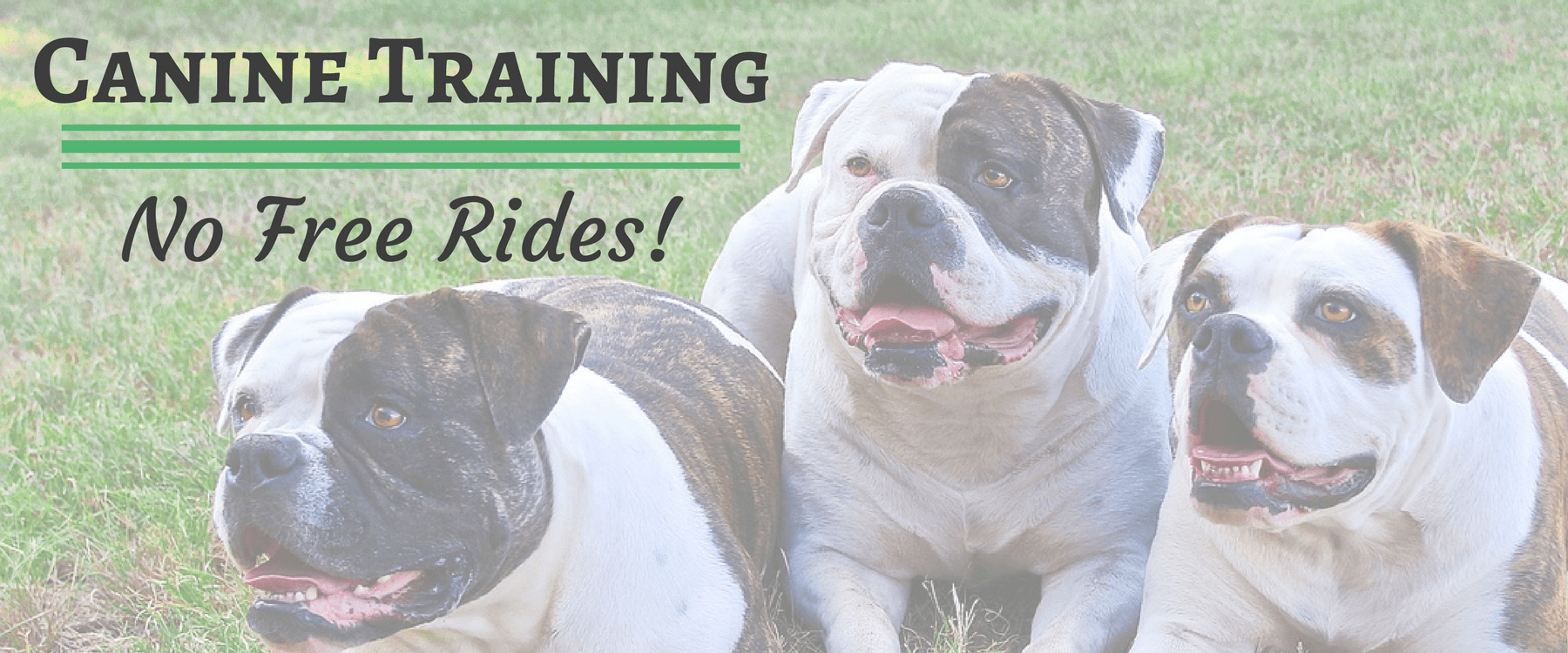 Canine Training: No Free Rides!
