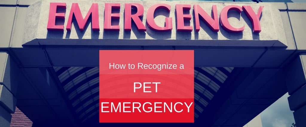 How to Recognize a Pet Emergency