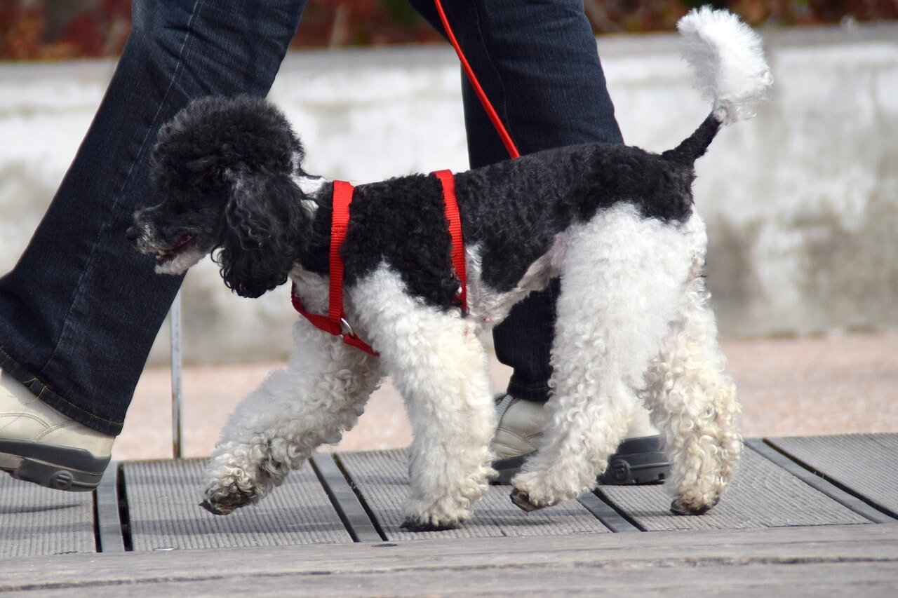 Leash Lessons