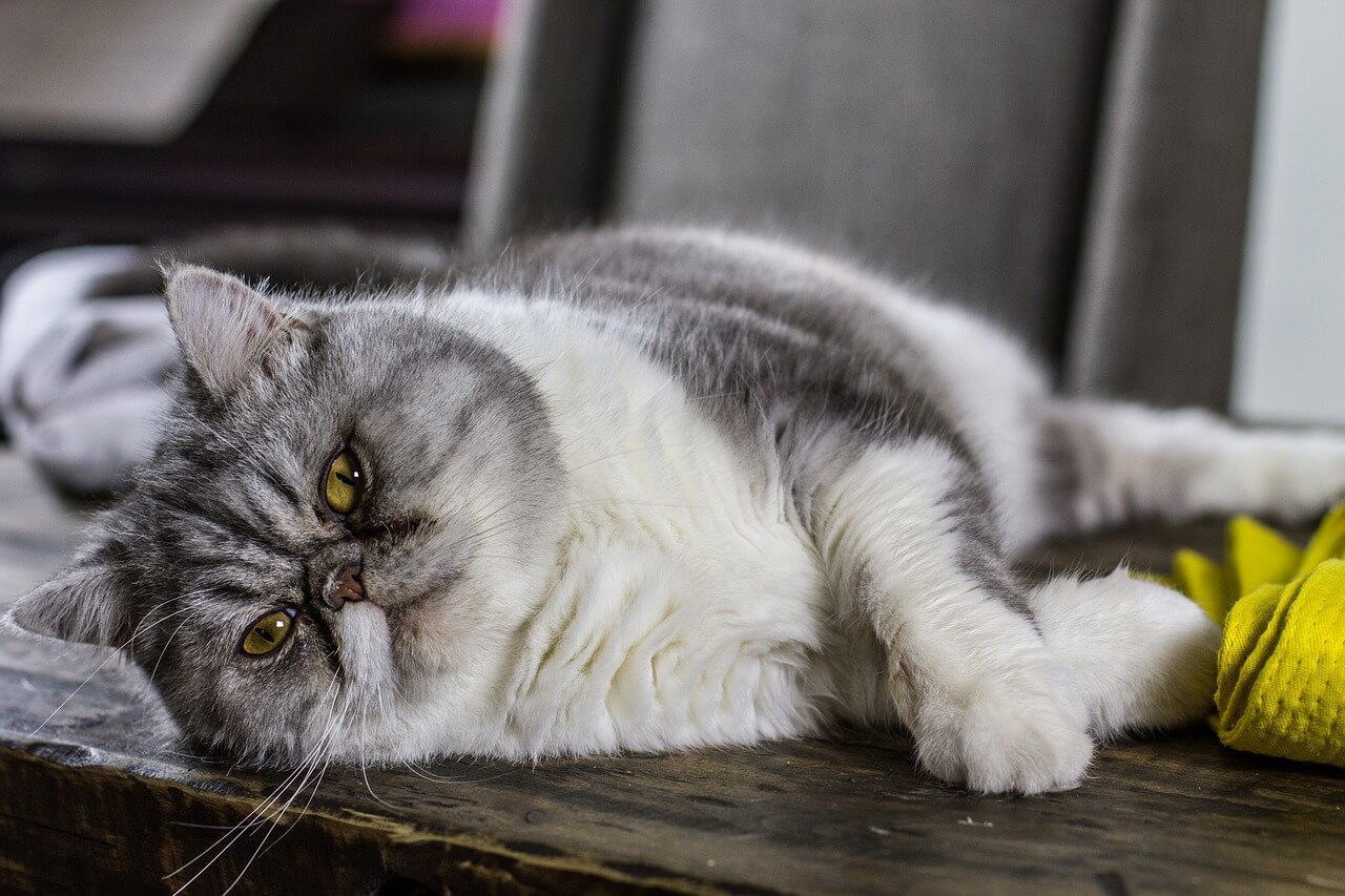 Cat Obesity: How to Help Your Cat Lose Weight