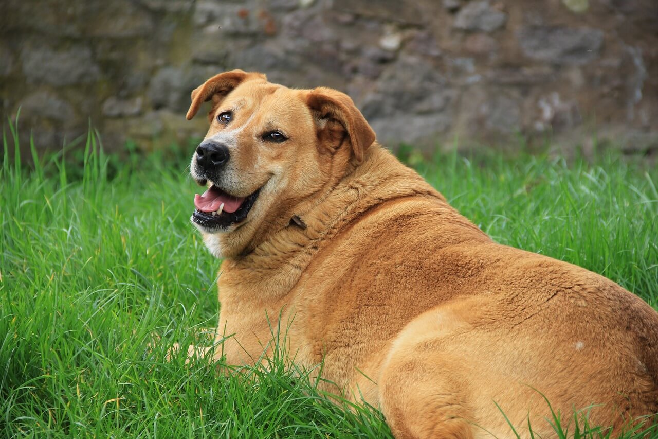 do dogs lose weight when they get old