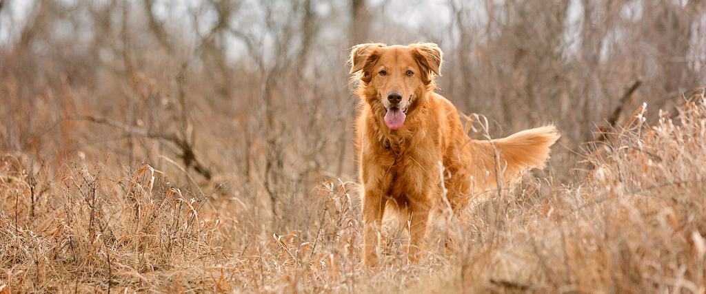 10 Commonly Asked Questions About Dogs and Their Surprising Answers