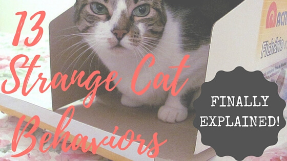 13 Strange Cat Behaviors Explained 