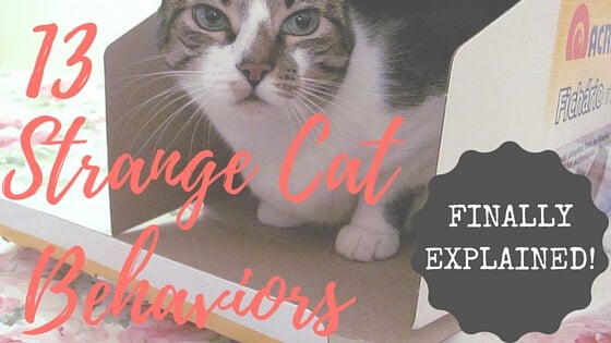 10 Cat Noises and Strange Sounds & What They Mean?