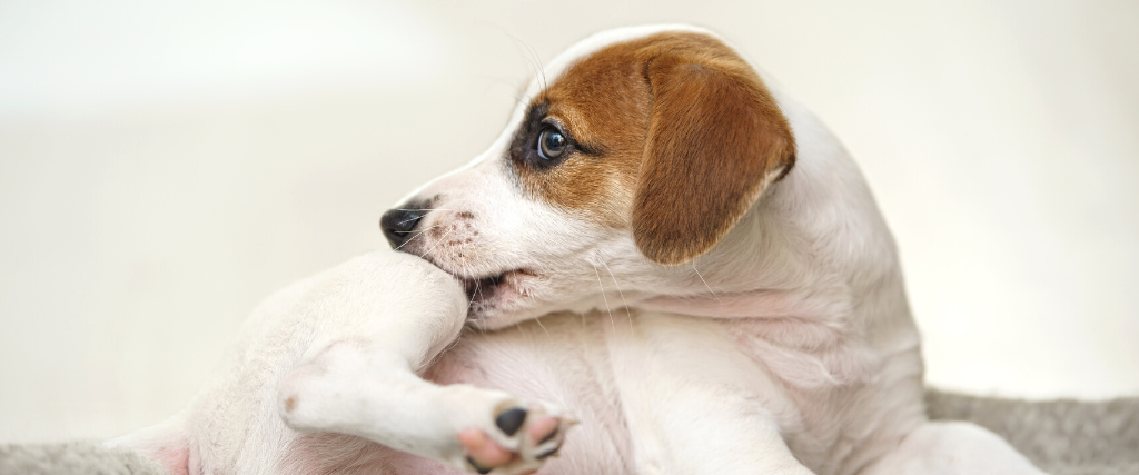 A Veterinary Guide to Treating Itchy Skin in Pets - Parasites