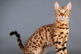 Bengal