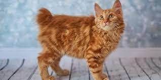 American Bobtail