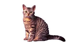 American Wirehair