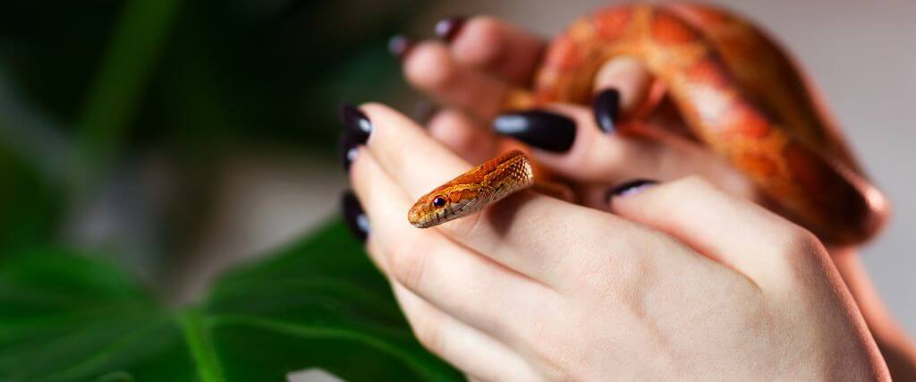 Top 5 Beginner-Friendly Pet Snakes (According to Vets)