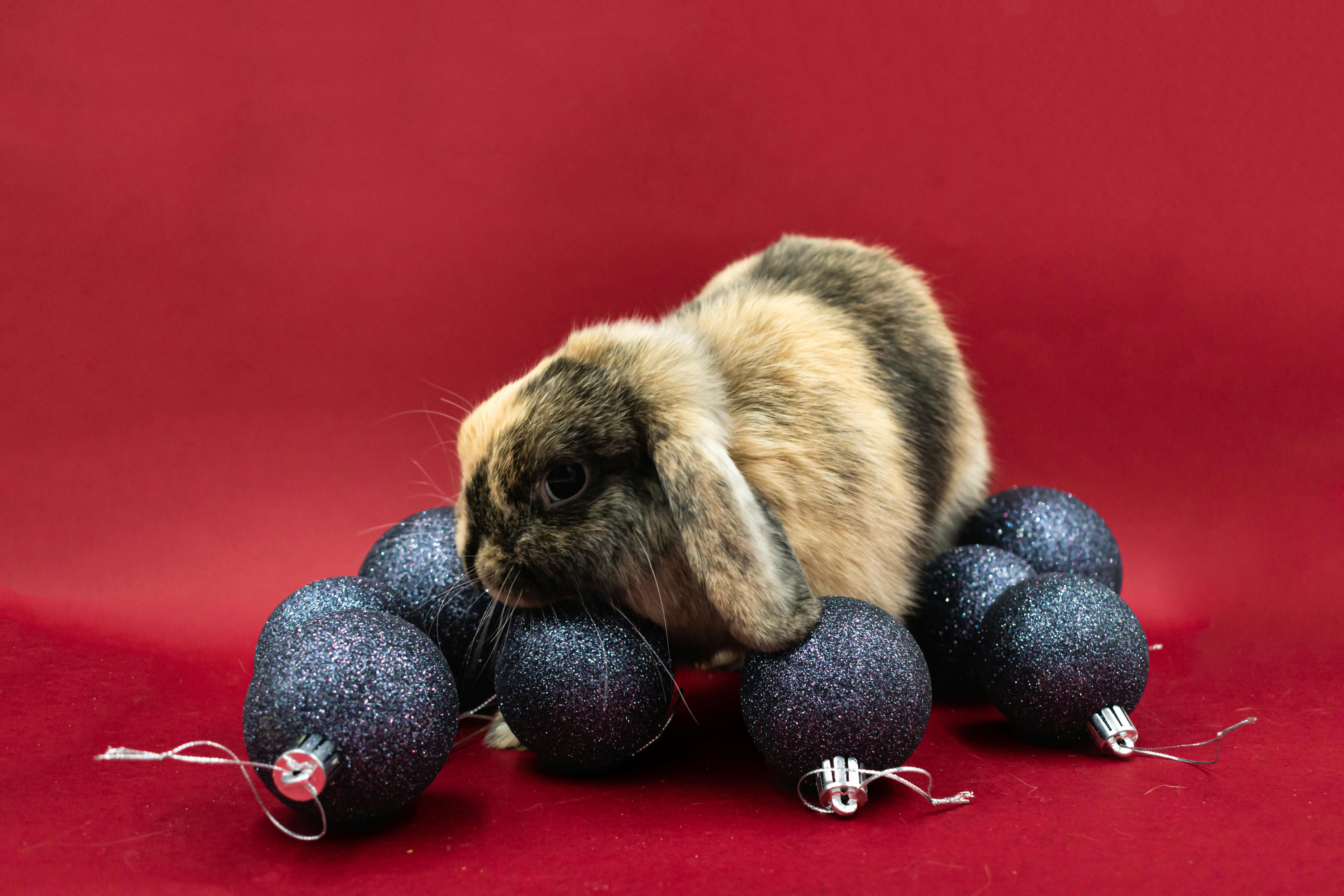 5 Tips Your Veterinarian Wants You to Know This Holiday Season