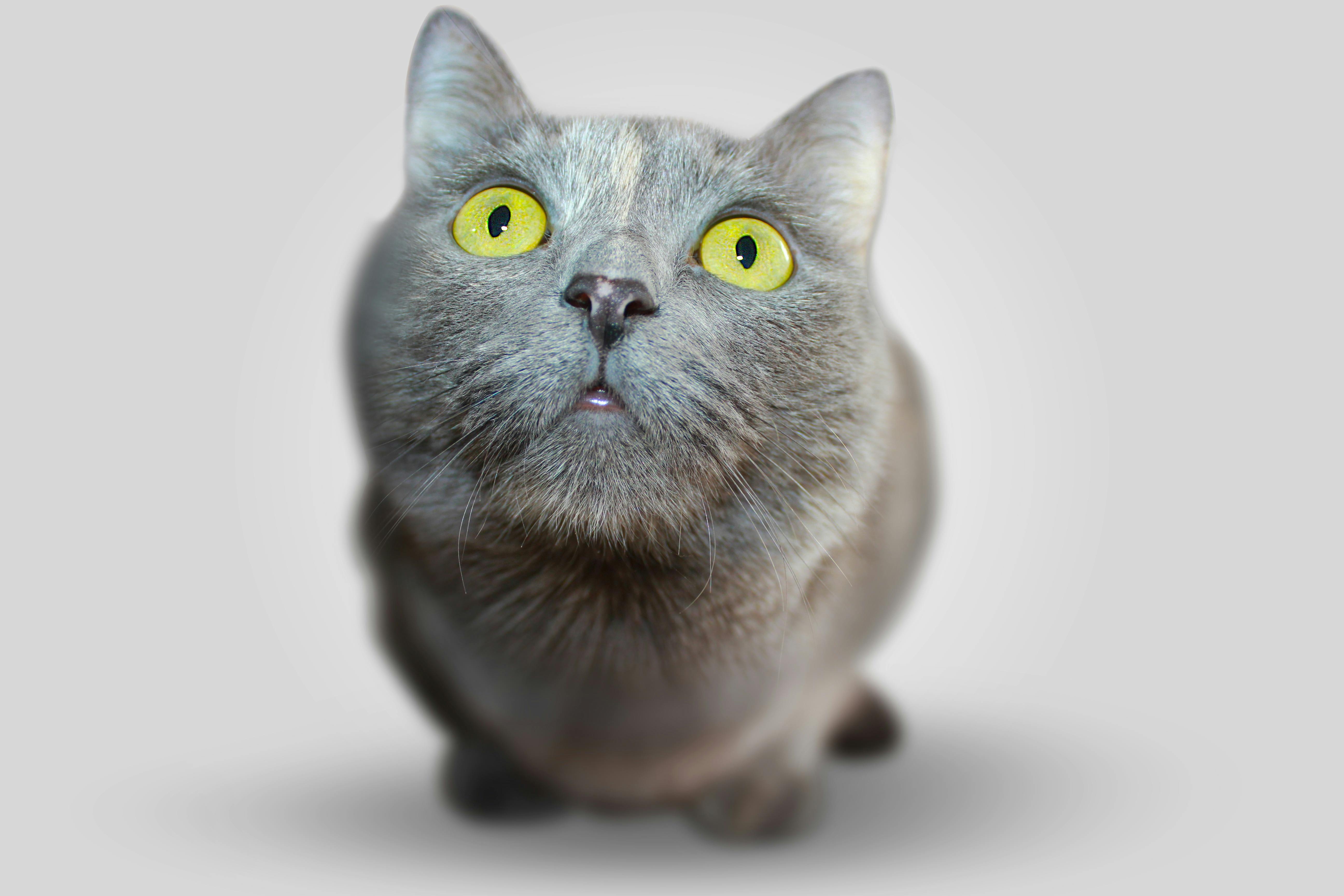 What Are Common Behavioral Issues in Cats?