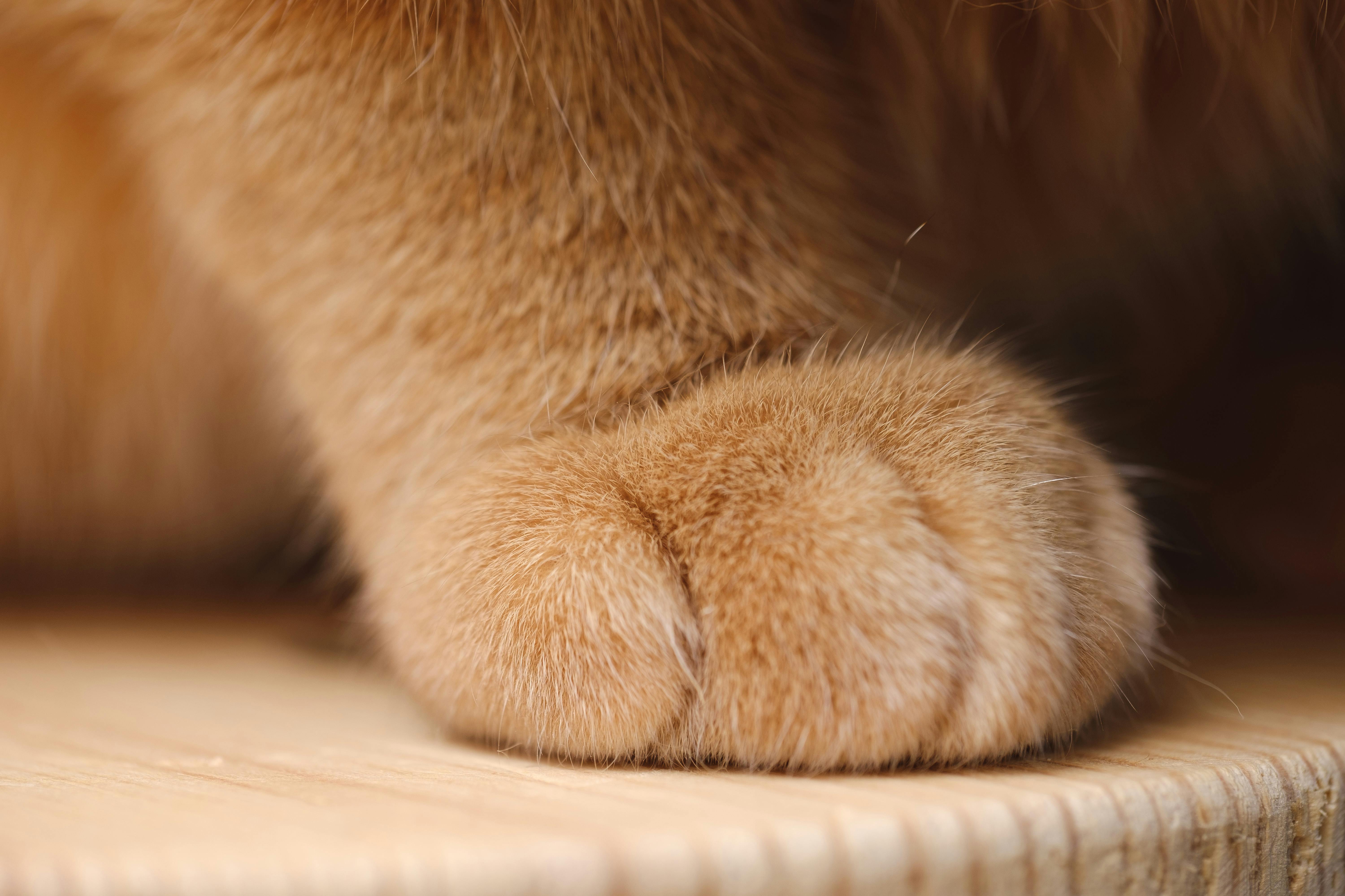 Why Does My Cat Knead?