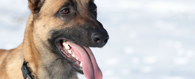 Dog