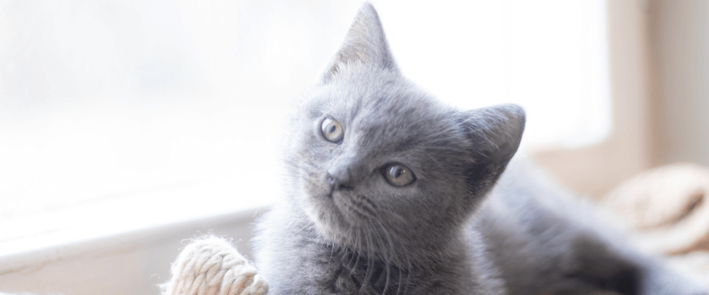 Kitten