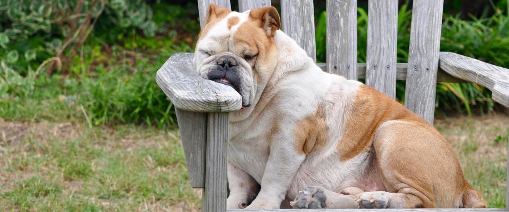 Dog on chair