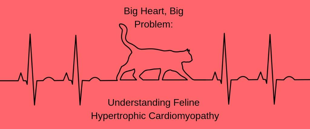 Big Heart. Big Problem