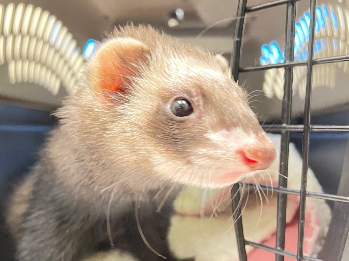 Ferret in cage