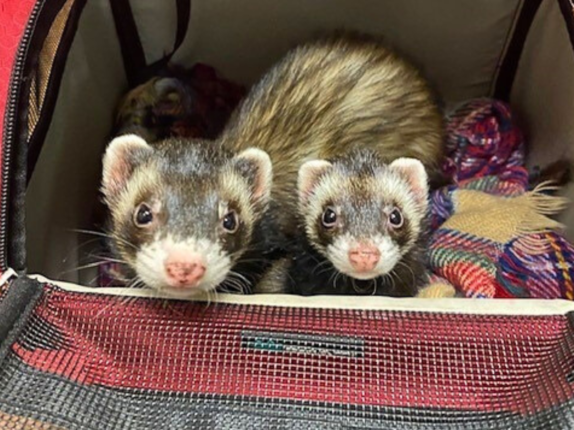 Ferret in cage