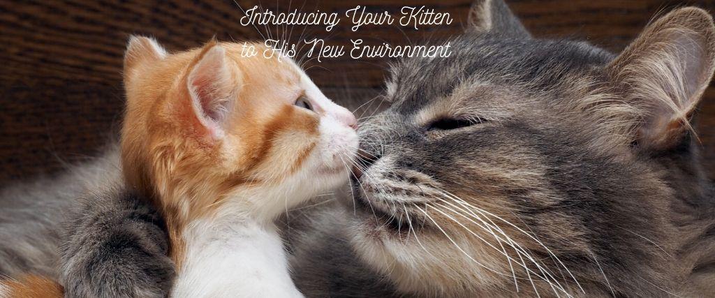 Cat mom and kitten