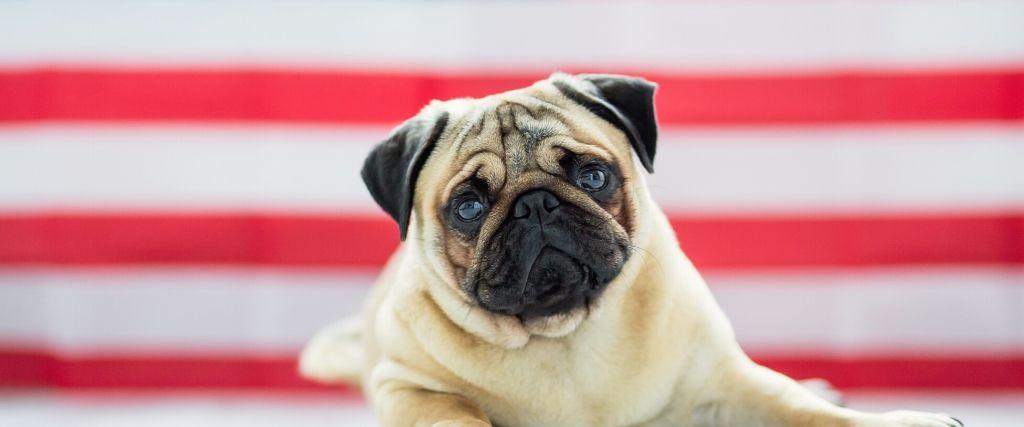 4 Potential Dangers to Your Pet On the 4th of July