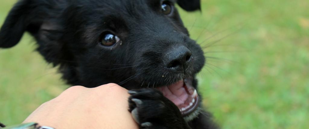 Puppy biting