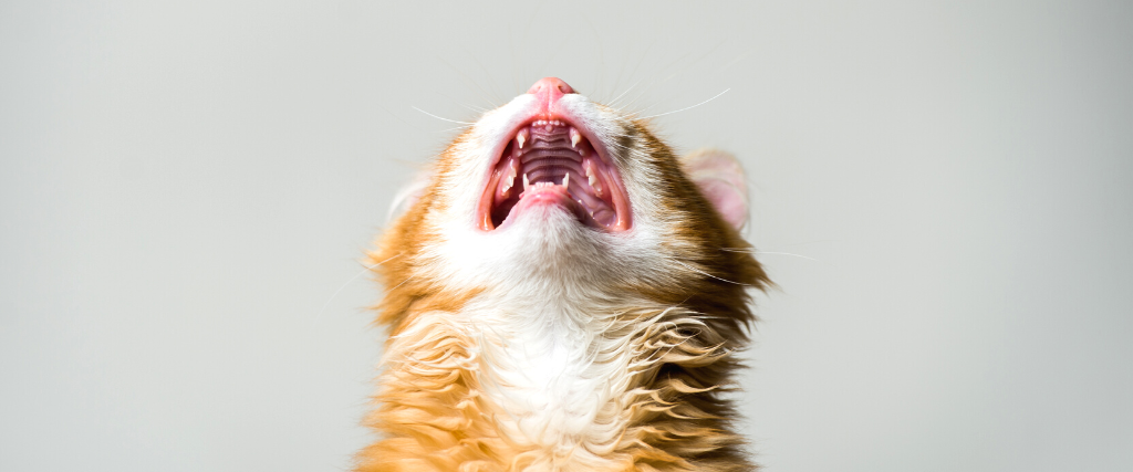 Stressed Cat