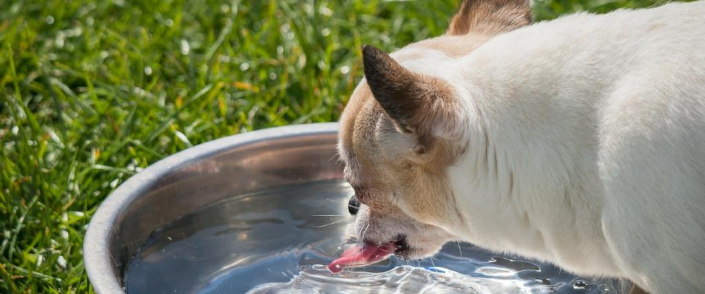 The Truth About Ice-water and Bloat
