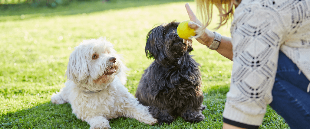 Dog behavior