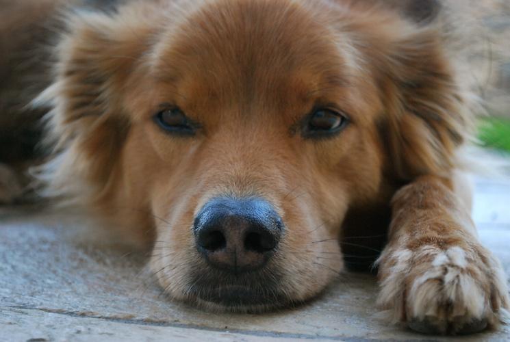 Dog Cancer