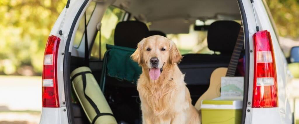 dog-road-trip-safety