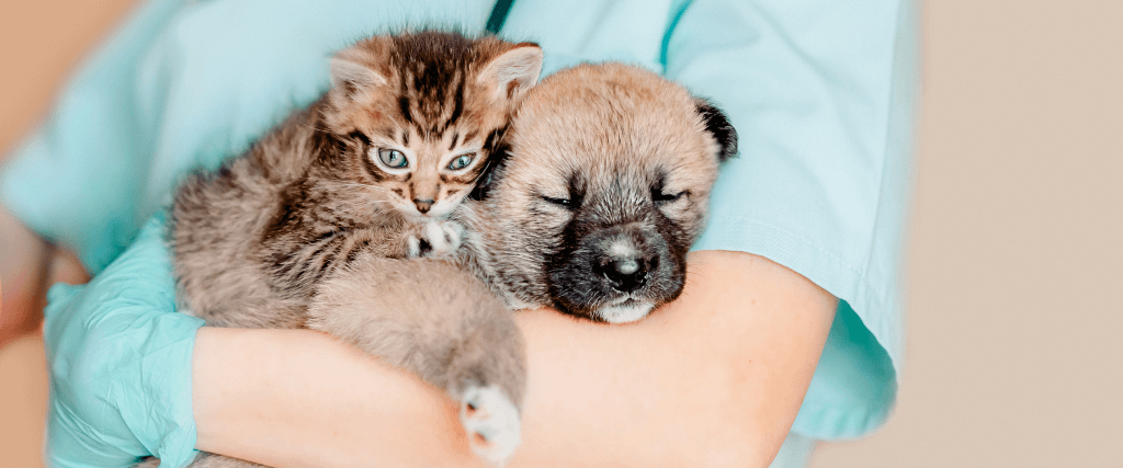 Puppies