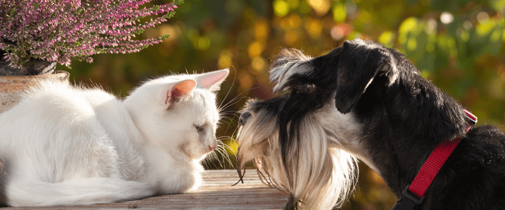 Multi-pet-household-tips