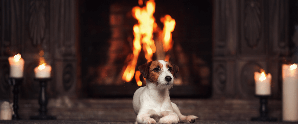 Pet Fire Safety