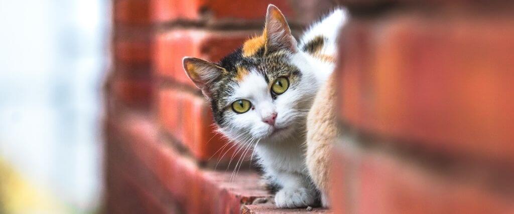 outdoor-cats-versus-indoor-cats