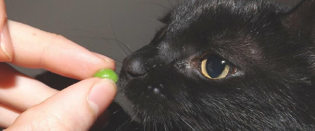 pets vegetables