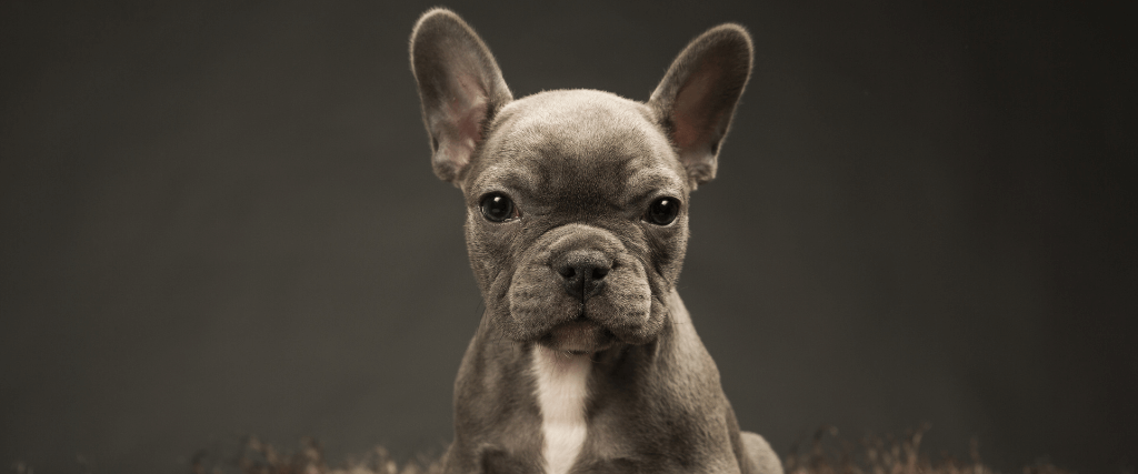Tips-Prevent-Dog-Theft