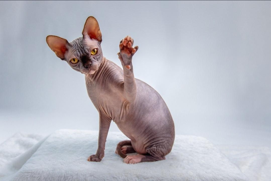 Sphynx