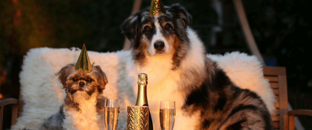 Integrative New Year's Resolutions for You and Your Pet