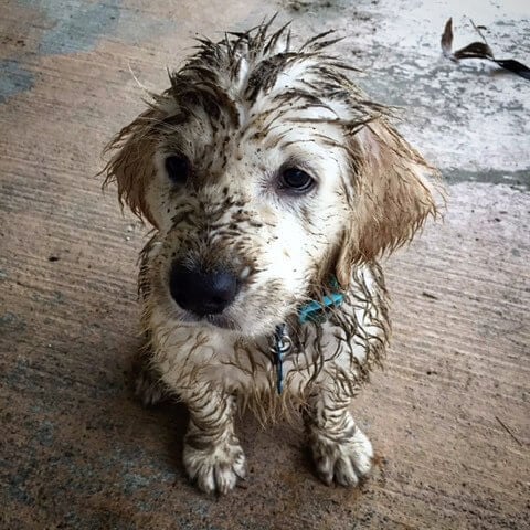 The Art of Pet Grooming