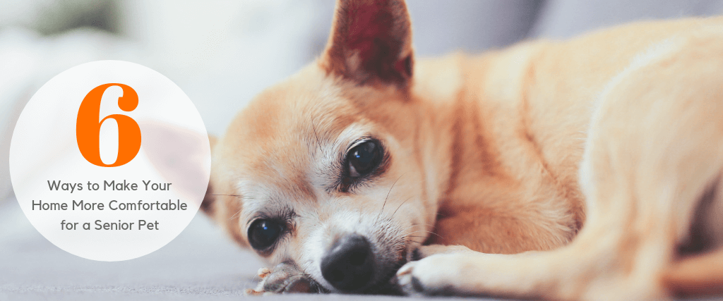 6 Ways to Make Your Home More Comfortable for a Senior Pet