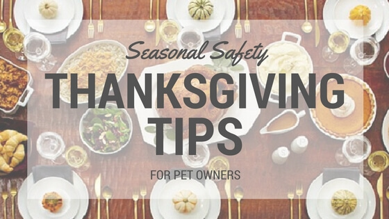 Seasonal Safety: Thanksgiving Tips for Pet Owners