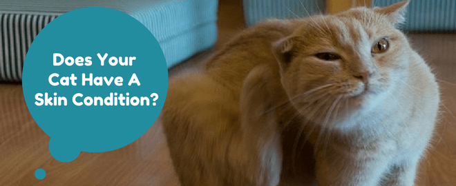 Does Your Cat Have a Skin Condition?