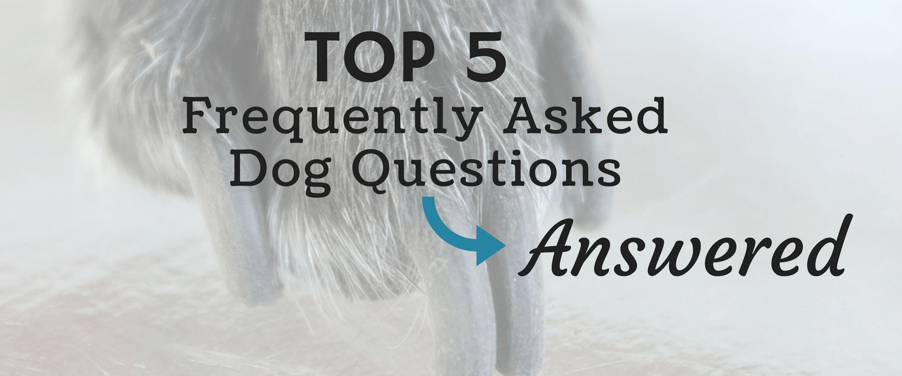 The Five Most Frequently Asked Dog Questions — Answered