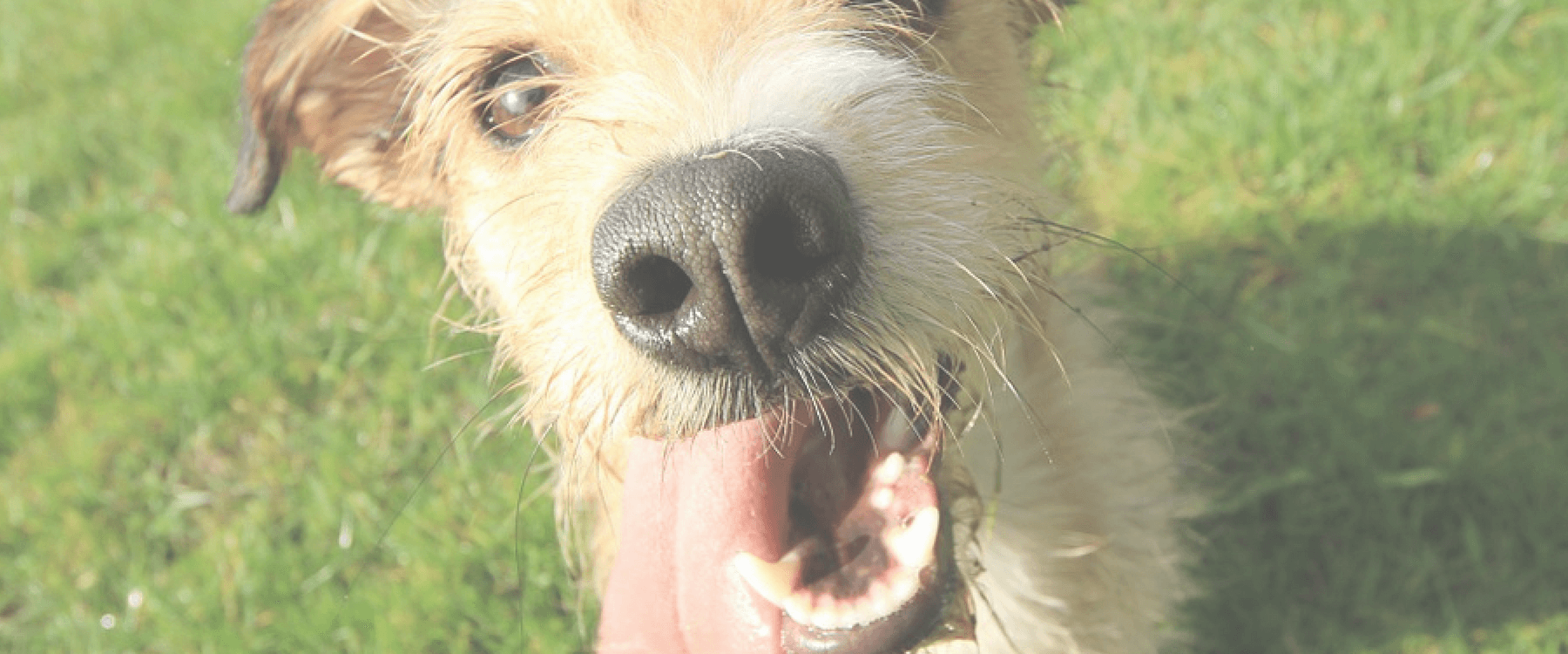 February is National Pet Dental Health Month!