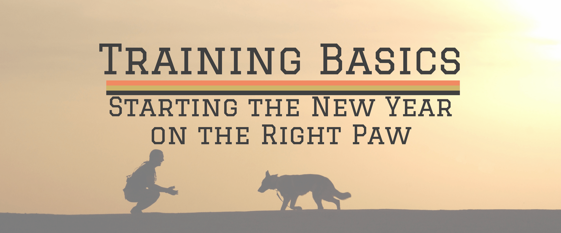 Training Basics: Starting the New Year on the Right Paw