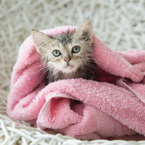Dog Grooming Bathing