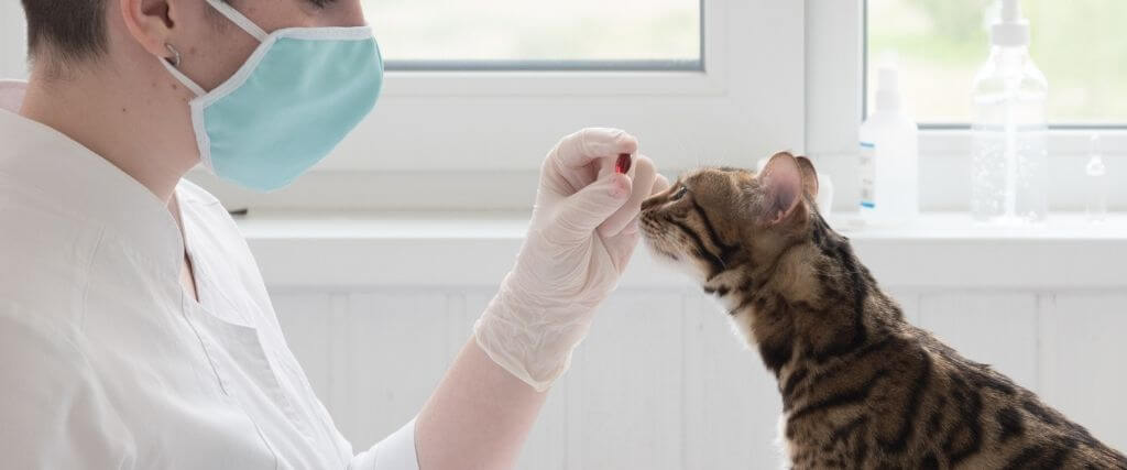 Pet Diabetes Facts to Know to Keep Your Cat or Dog Healthy