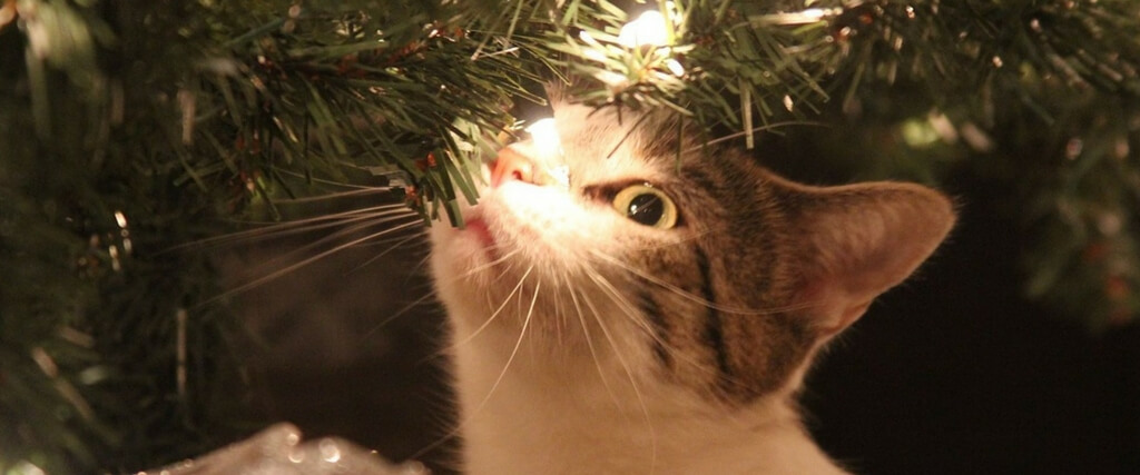 How to Avoid Holiday Cat Emergencies 