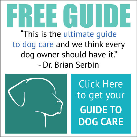 Ultimate Guide To Dog Care
