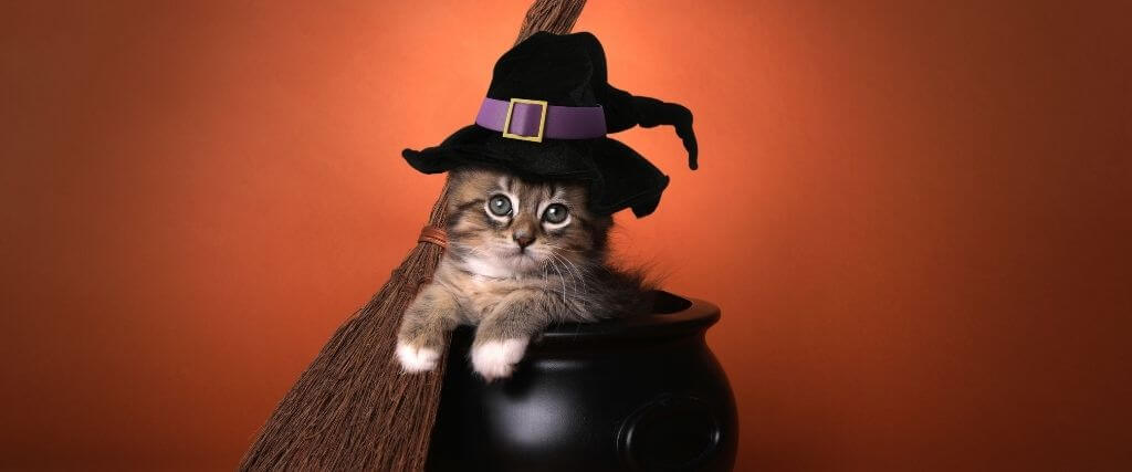 The Secret to a Safe But Spectacular Halloween With Pets
